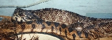 Hatchling female Kanakee Bullsnake-'s Mother