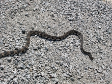 NC Northern Pine Snake 2