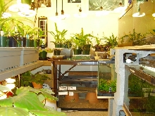 Bullsnake cage in the Orchid room