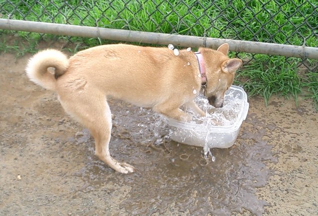 Splashin' Around