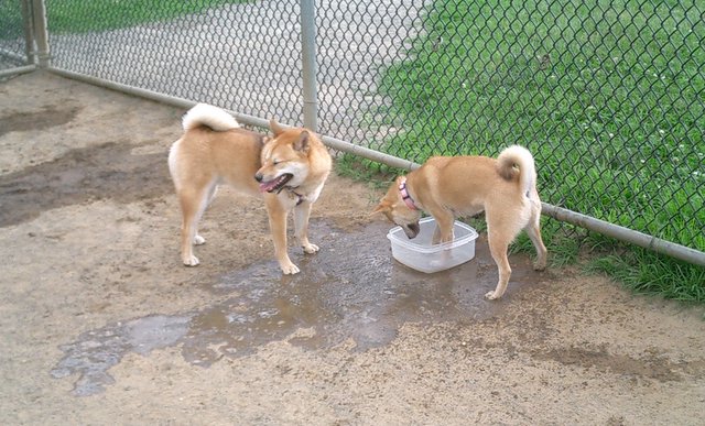 Kita & Mojo Water
