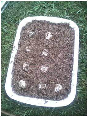 sulcata eggs