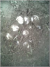 female sulcata nest