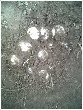 female sulcata nest