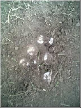 female sulcata nest