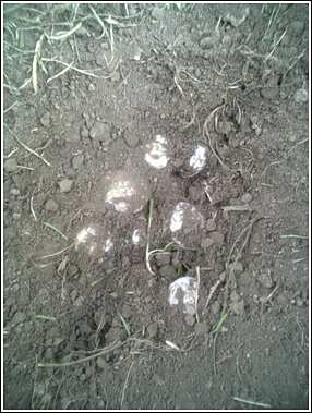 female sulcata nest