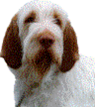 MCV dog visitir looking for Bark Chat