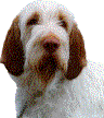MCV dog visitir looking for Bark Chat