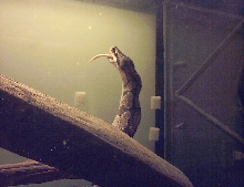monty and med rat f/t