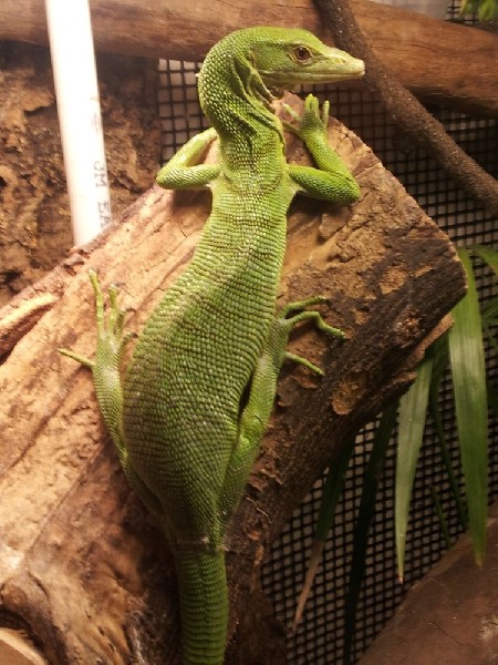Female Green Tree Monitor