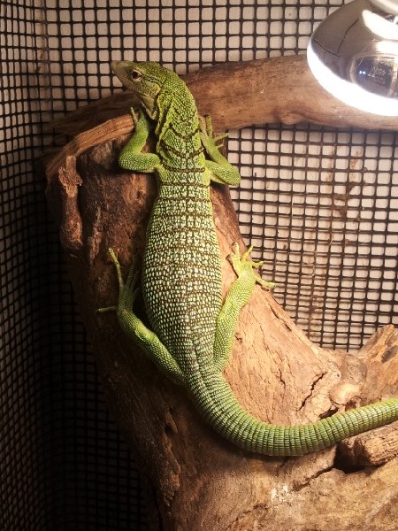 Male Green Tree Monitor