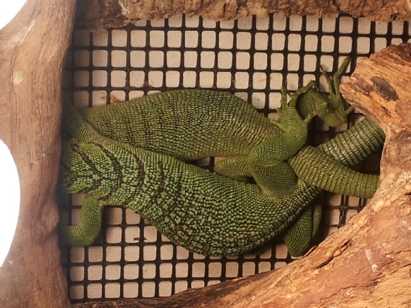 Green tree monitors mating