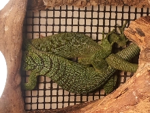 Green tree monitors mating