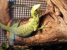 female green tree monitor2