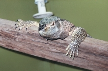 Black Throat head shot