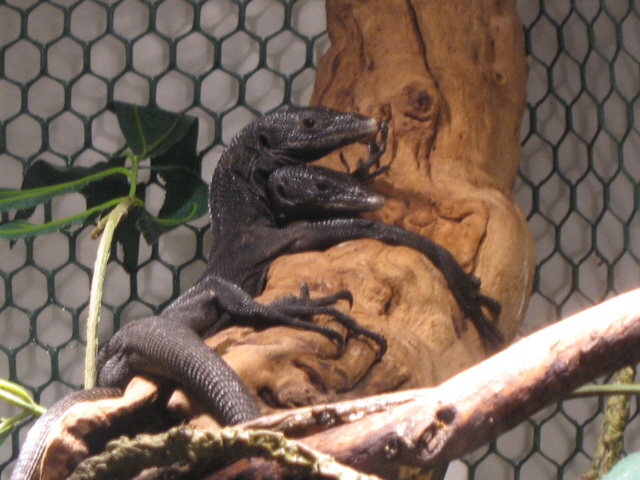Beccarii Pair1