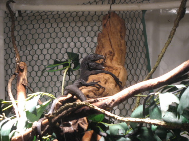 Beccarii Pair2