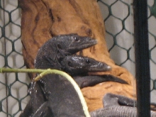 Beccarii Pair3