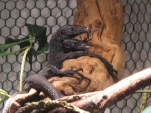 Beccarii pair