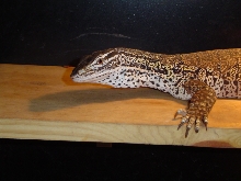 Argus/Sand monitor