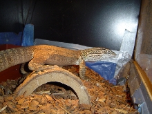 Argus/Sand6
