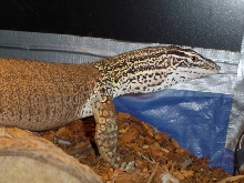 Argus/Sand7