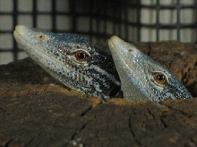 blue tree monitors