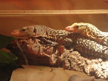 Melinus Monitors