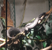 Beccarii Pair