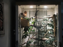 TreeMonitor Enclosure