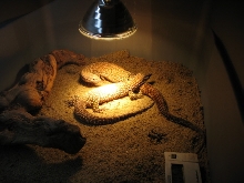 ackie pair