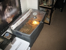 ackies in tank