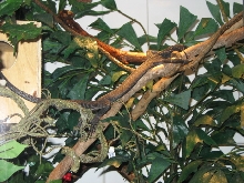 Beccarii-basking