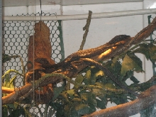 Beccarii Pair