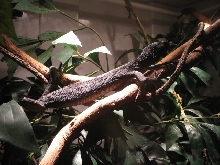 Tree Monitor
