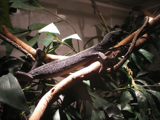 Tree Monitor