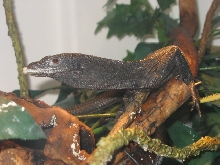 Male Beccarii