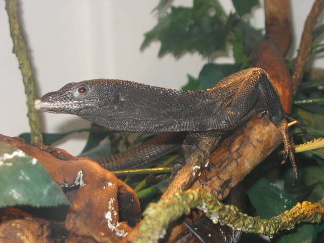 Male Beccarii