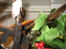 black tree feeding off tongs