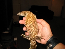 Female Ackie