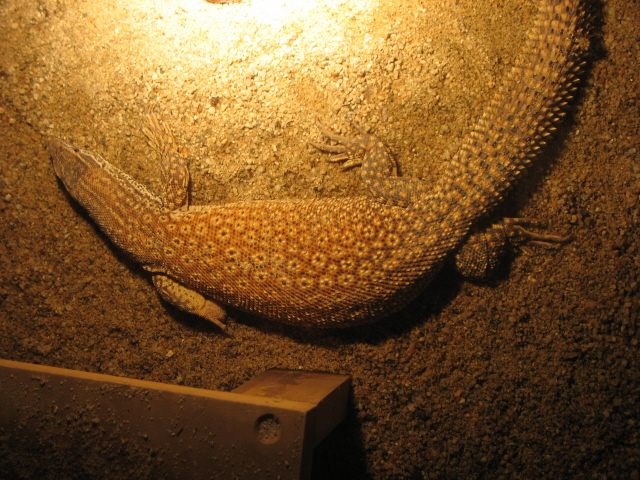 female ackie