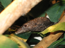 Black Tree Monitor