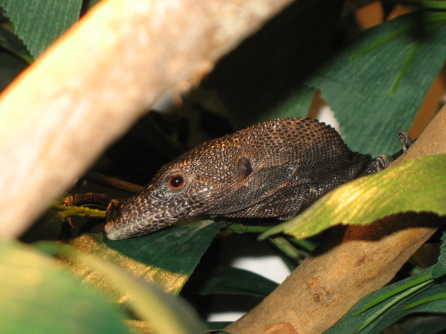 Black Tree Monitor