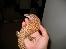 Male Ackie