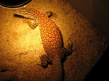 male red ackie