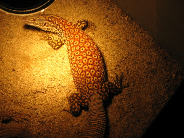 male red ackie