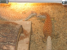 ackie pair