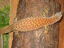 male ackie