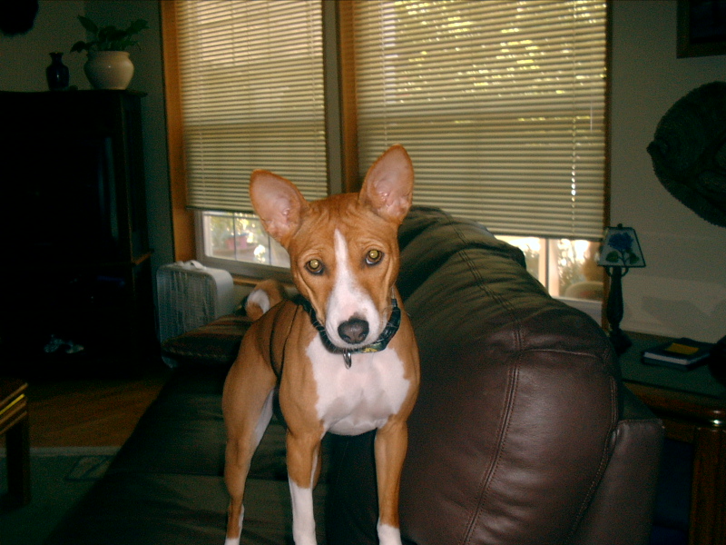 Josie