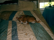 Josie2